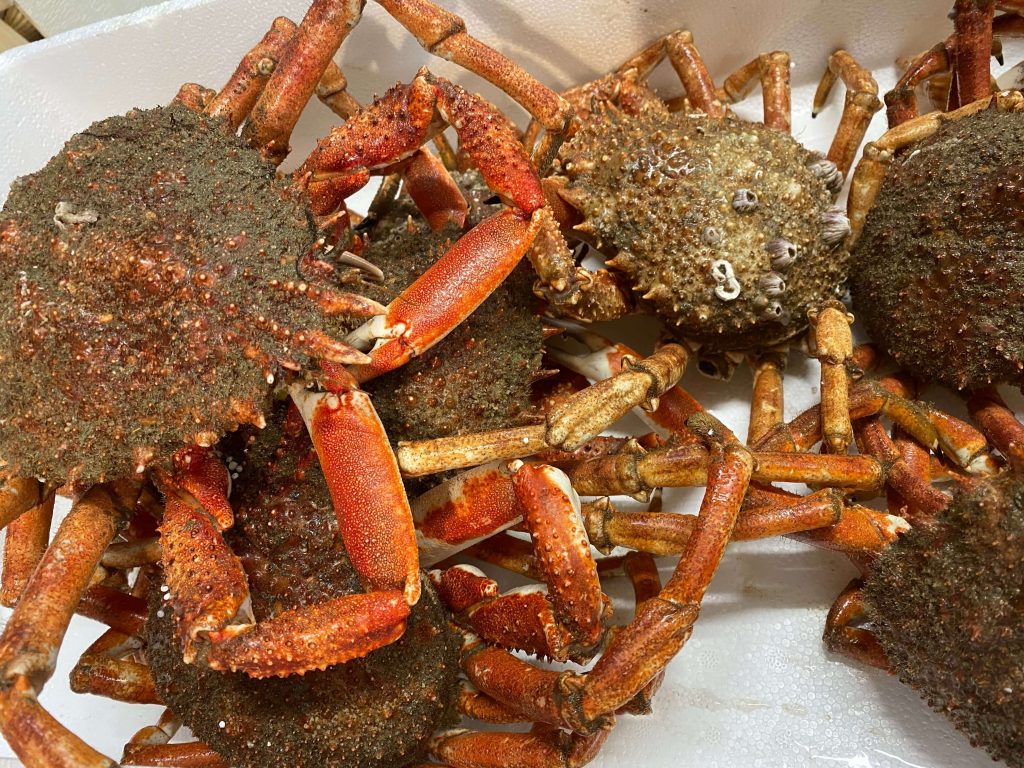 Spider crab