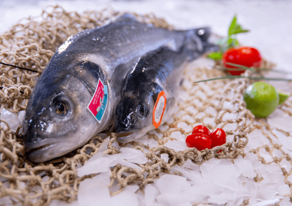Wild sea bass