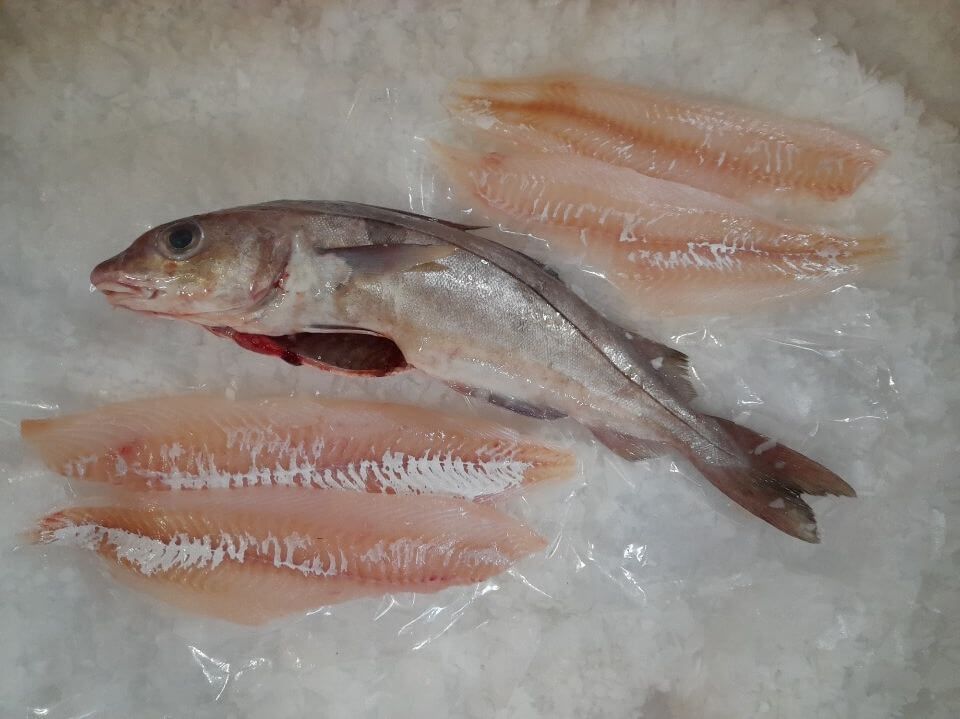 Haddock