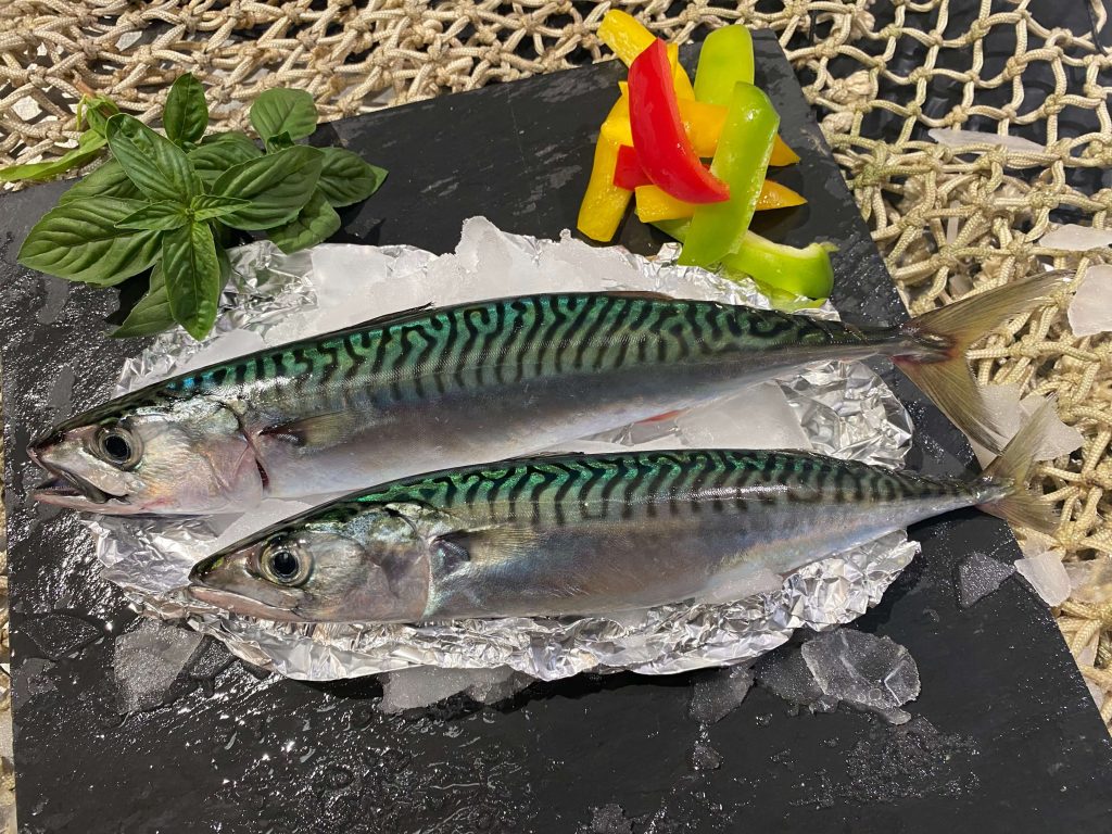 Mackerel