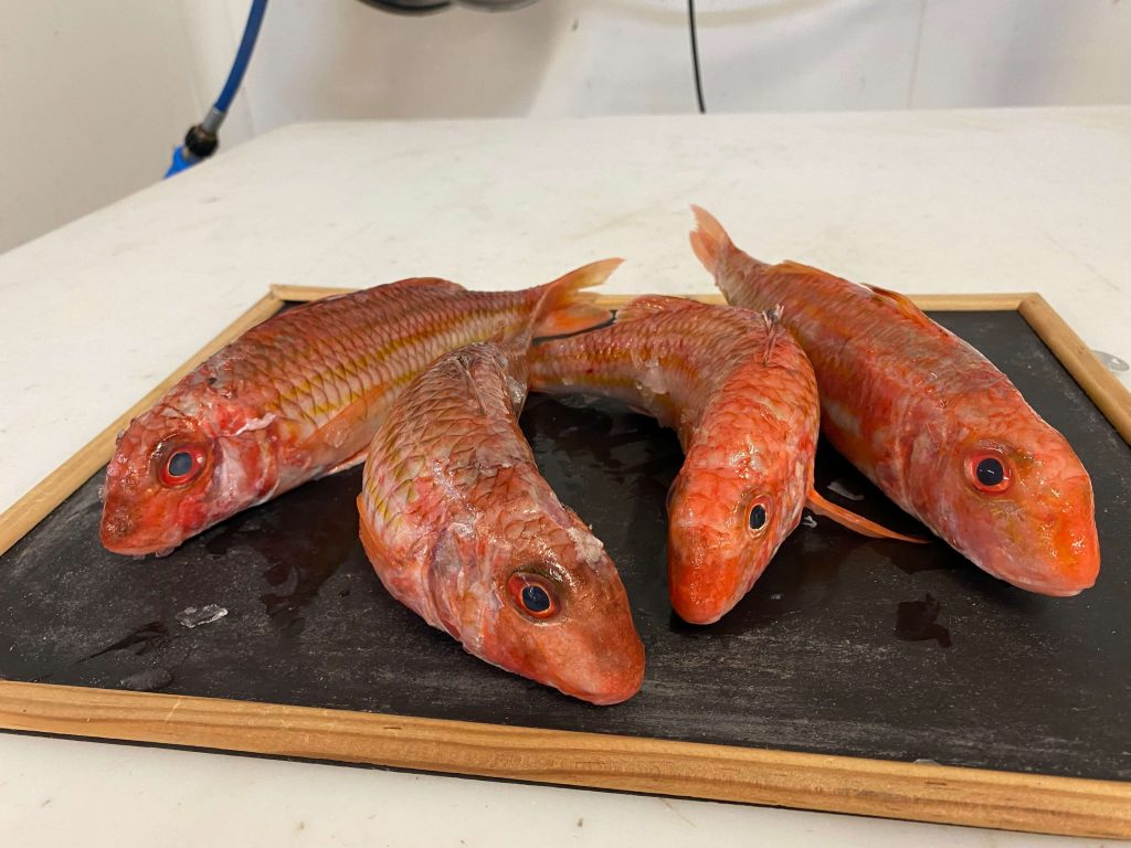 Red mullet