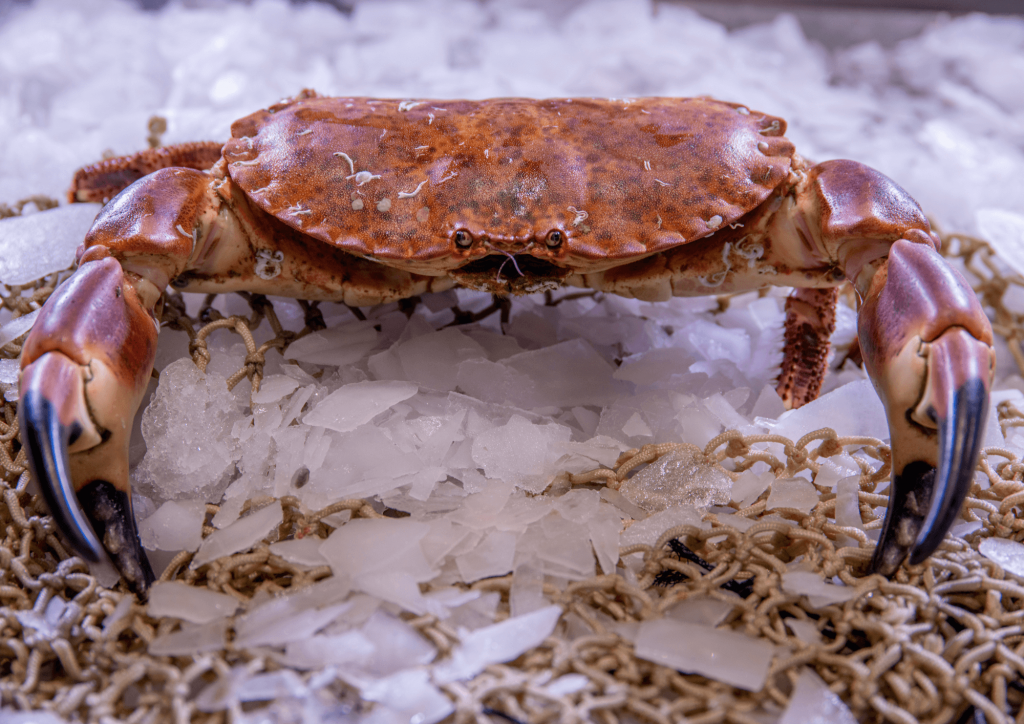 Brown crabs