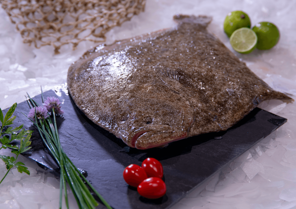 TURBOT